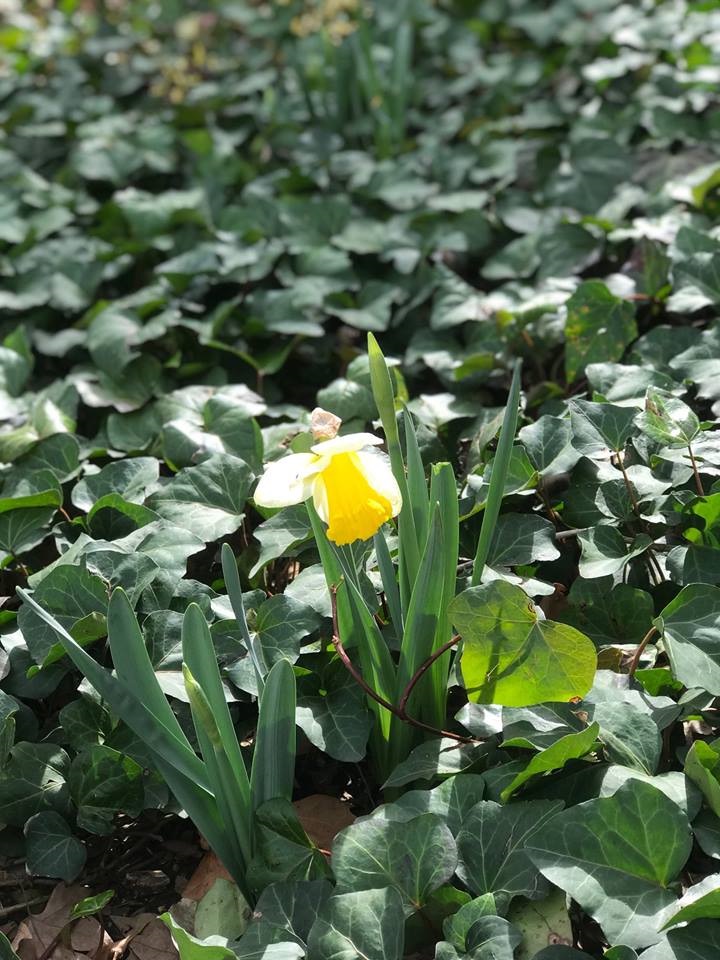 The lone daffodil