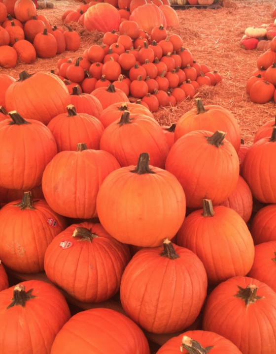It’s Officially Fall: Mr. Jack O’Lanterns Pumpkin Patch is now open!