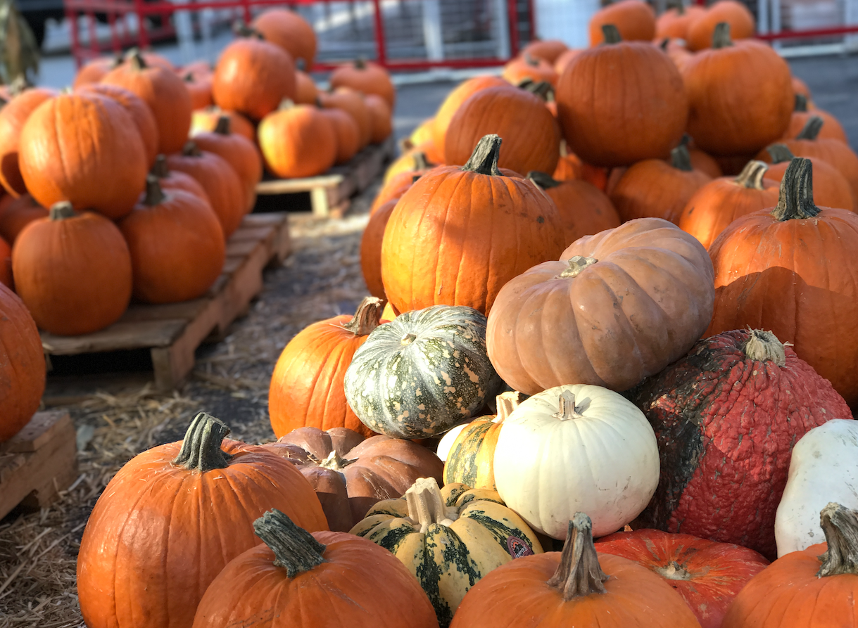 It's Officially Fall: Mr. Jack O’Lanterns Pumpkin Patch is now open ...