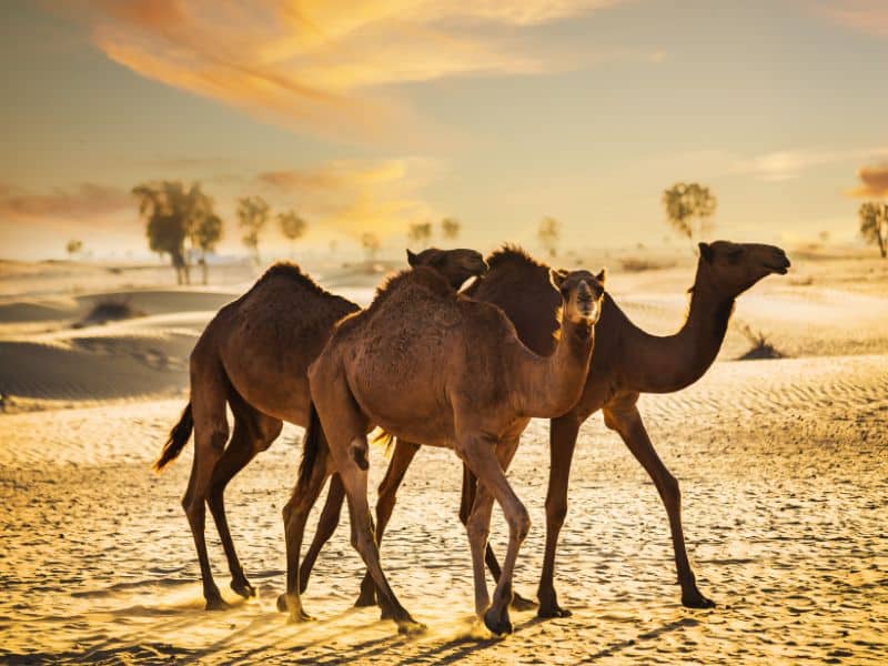 Camels in desert